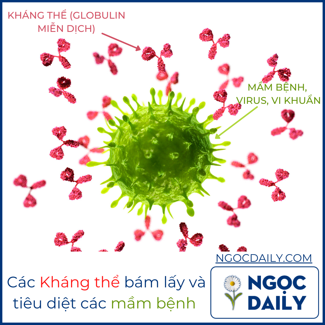 Globulin miễn dịch có tác dụng bám lấy và tiêu diệt các mầm bệnh.